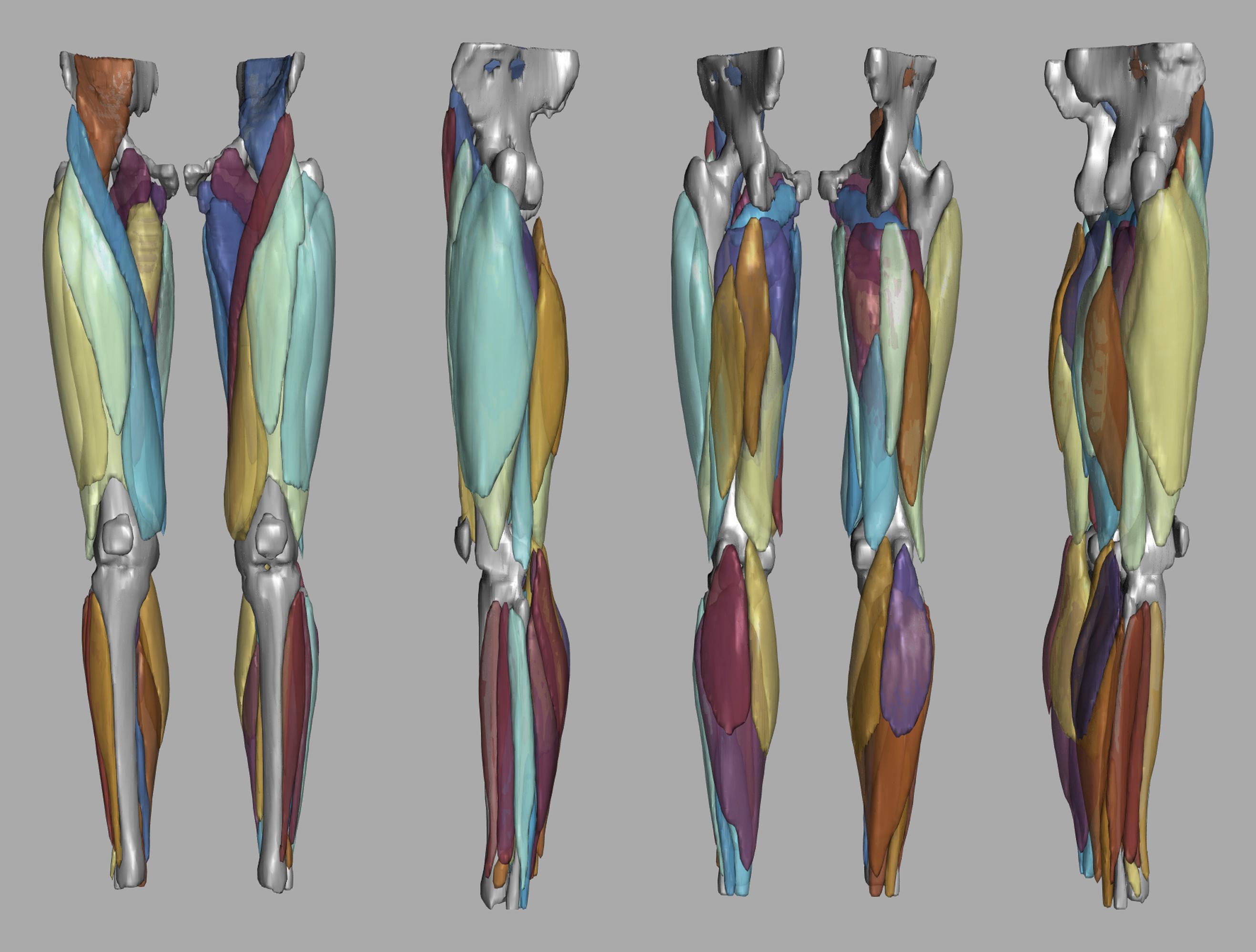 3D render of automated muscle segmentation labels generated using a CNN UNET.